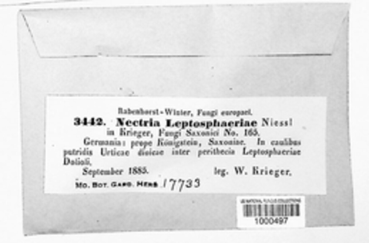 Macroconia sphaeriae image